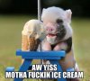 Aw-Yiss-Motha-Fucking-Ice-Cream-Funny-Pig-Caption.jpg