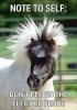 funny-animals-1.jpg