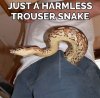 harmless-trouser-snake-600x588.jpg