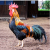 cock.png