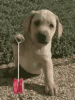 tenor (2).gif