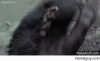 5c9cd5977935e383-honey-badger-dance-meme-guy.gif