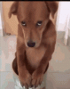 tenor (1).gif