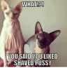 what-yo-said-vouliked-shaved-pussy-5459937.png