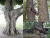 even-trees-have-a-better-sex-life-than-me_o_3679385.jpg