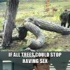 trees-have-sex_fb_2396089.jpg
