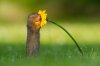 squirrel-4.jpg
