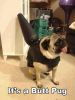 thumb_tts-a-butt-pug-pug-with-a-butt-plug-on-53635485.png