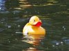 1252_Ducks.jpg
