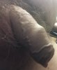 IMG_0416 dick.JPG IMG_0416 dick.JPG