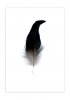 Cockerel_Feather-_Still_Life_Photography-_Background-_Chloe_McCarrick_1024x1024@2x.jpg