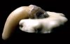 grimanesa-amoros-encaustic-melting-penis-1.jpg