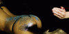 image.gif