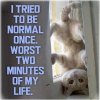 cat normal.jpg