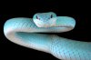 blue-viper.jpg