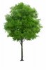 36-367058_tree-png-image-tree-plan-png-tree-render.jpg