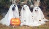 halloween_dogs_835.jpg