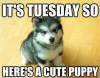 Its-Tuesday-So-Heres-A-Cute-Happy-Tuesday-Meme-Funny-1.png