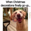 6bc5d3a26c2bff153ff5f1d0c30399d2-funny-dog-memes-dog-funnies.jpg