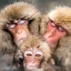 aadb9d94026e0ca9be0968234d95b35659-18-Polly-monkeys.rsquare.w700.jpg