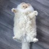 hairy-fluffy-cat-sky-the-ragdoll-31.jpg