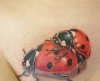 tatu-na-intimnih-mestah-1.jpg