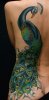 3510bb62369632c495ff188a7ec088a3--peacocks-tatoos.jpg