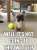 Funny_Dog_Meme-14.jpg
