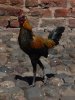 DSC_5276.jpg