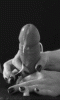 7775b4a50bdf0a32290e708fc31054aa215f61aa.gif