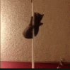 AcrobaticAbleDwarfmongoose-max-1mb.gif