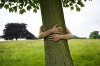 gi1500-tree-hug-56a46aed3df78cf77282583b.jpg