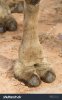 stock-photo-camel-toe-207331639.jpg