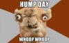 humpdayfunnycamelfacememe-5af498a718ba0100374a96fd.jpg