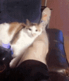 tenor (1).gif