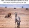 the-lion-chose-over-food-while-zebra-chose-porn-over-life-memes-0db33e19b1fc9a89-78604a9b41b0e...jpg