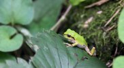 froggy 002.jpg