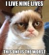 i-live-nine-lives-this-one-is-the-worst.jpg