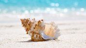 blog_shell_1540.jpg