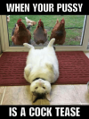 when-your-pussy-is-a-cock-tease-18-outrageously-hilarious-51401524.png