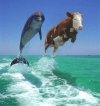 726c00552fdb8a35b9c42b7096b63aa3--funny-things-funny-stuff.jpg