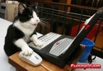 1516032739-funny_cat_wokring_on_computer_laptop_using_mouse.jpg