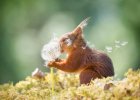 geert-weggen_squirrel-wishes_00003677_custom-acef9f25dc6443a895e0f2f9c983bbee243e2747-s1100-c50.jpg geert-weggen_squirrel-wishes_00003677_custom-acef9f25dc6443a895e0f2f9c983bbee243e2747-s1100-c50.jpg