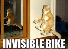 Cat-Riding-Invisible-Bike-Funny-Meme-Photo-For-Facebook.jpg