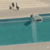 shark-pool.gif