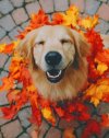 happy-puppy-paint-by-numbers.jpg