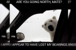 snow-memes.jpg