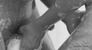 31492.gif
