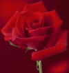 lovely-flower.gif