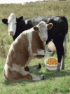 cows-breakfast.gif